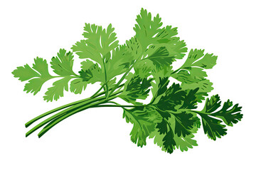 a photo of cilantro herb, vector, screen-print