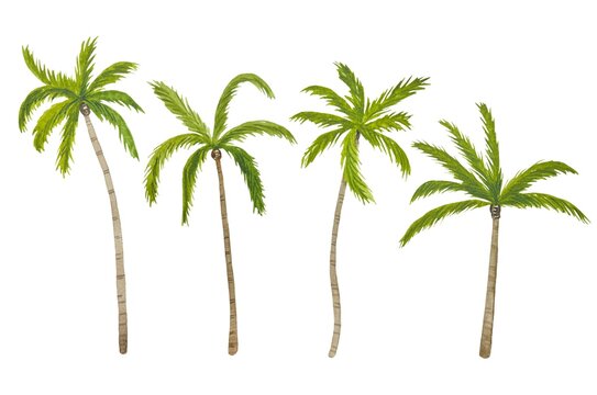 Hand drawn set with palm trees, watercolor