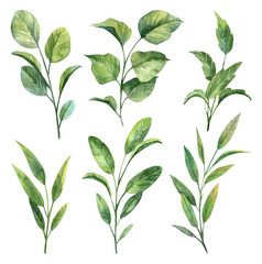 Set of various green leaves on branches. Watercolor hand painted botany illustration set