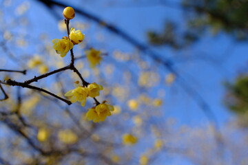 初春に咲くロウバイの花
