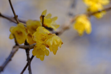 初春に咲くロウバイの花