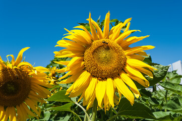 Sonnenblumen mit Biene vor blauem Himmel