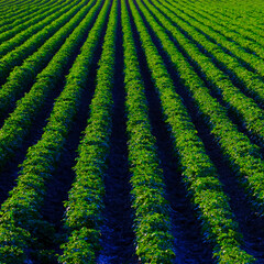 Farm Field of Green Lush Crops Growing in Rows or lines