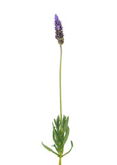 French lavender plant isolated on white background, Lavandula dentata