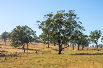 Cattle ranch farming landscape, with rolling hills and cows in fields, in Australia. Beautiful green grass and fat cows and bulls grazing on pasture.