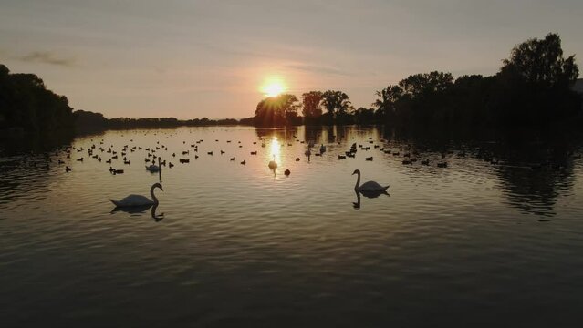Beautiful swans and ducks swim in perfect calm sea lake at sunset. Cleaning feathers and pecks diving birds silhouettes in shimmering water golden hour