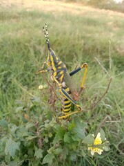 Mustard greens White poppy flowers Spider to fly