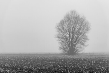 Black and white view of fog covering the Tuscan countryside on a cold winter morning, Bientina,...