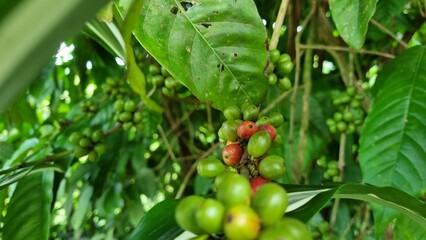 Arbol con fruta madura del cafe panameño de Boquete.