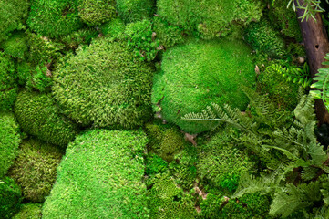 Decorative green moss and plants used as decoration of modern rooms, the texture of deer moss.