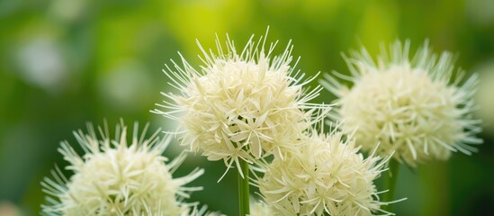 Goatsbeard 'Kneiffii' blooms in the garden with cream-colored spikes in summer.