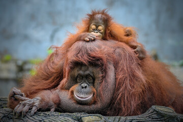 Naklejka premium Mother and baby bornean orangutan