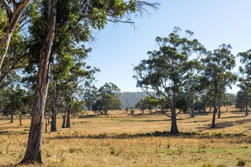 Close up of beef cows and calfs grazing on grass in Australia, on a farming ranch. Cattle eating...