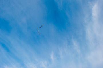 Birds flying in a blue colored sky in winter, Almere, Flevoland, The Netherlands, February 13, 2024