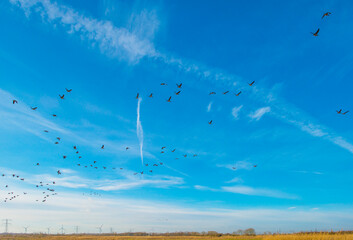Birds flying in a blue colored sky in winter, Almere, Flevoland, The Netherlands, February 13, 2024