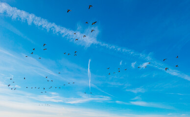 Birds flying in a blue colored sky in winter, Almere, Flevoland, The Netherlands, February 13, 2024