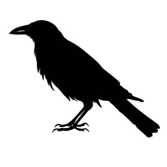 raven Silhouette