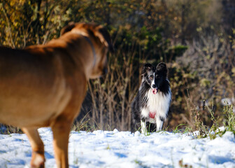 Foto scattata ad un cucciolo di Border Collie attorno alle colline di Tassarolo (AL).