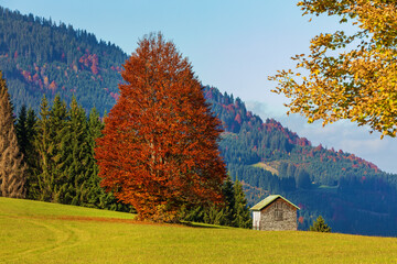 Allgäu - Herbst - Oberjoch - Stadel - Alpen 
