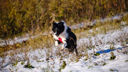 Foto scattata ad un cucciolo di Border Collie attorno alle colline di Tassarolo (AL).