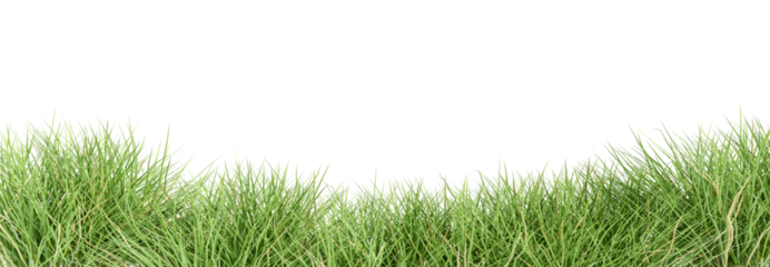Green grass border set on transparent background