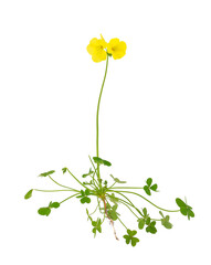 Bermuda buttercup plant isolated on white background, Oxalis pes-caprae