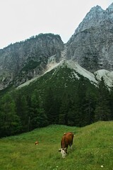 Slovenia - view of cows in the pasture below the Vršič saddle in the Julian Alps