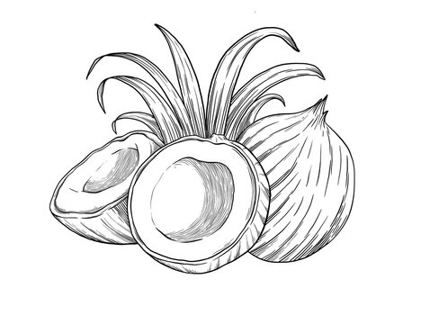 recommend clip art: Coconut fruit sketch botanical illustration