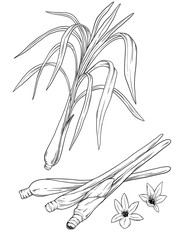 Lemongrass herb botanical sketch illustration