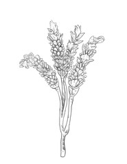 Lavender flower sketch botanical illustration