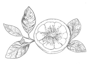 Pomegranate fruit botanical sketch illustration