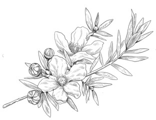 Manuka flower botanical sketch illustration