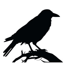 crow on a white background