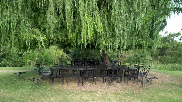 The willow tree in the Groot Constantia vineyard plantation, Cape Town, South Africa. It has a large, drooping canopy that provides shade for the furniture below. 