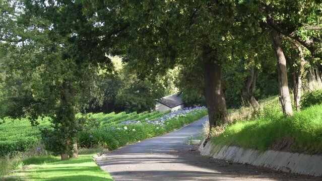Paved road along Groot Constantia vineyard plantation. The driveway is lined with trees on both sides. The trees are tall and mature, and they provide shade for the driveway. 