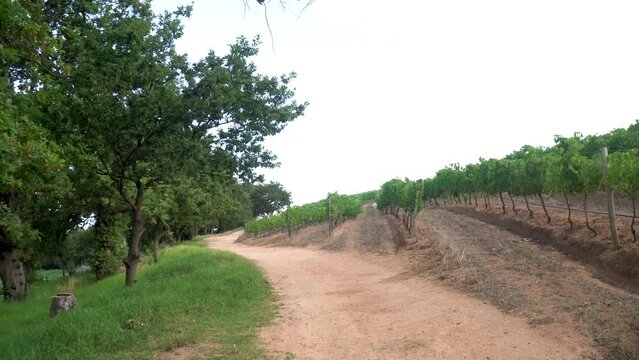 Groot Constantia vineyard plantation. The dirt road cuts through a vineyard with grapevines on either side. The rows of grapevines appear to be well-maintained and there are green leaves on the vines.
