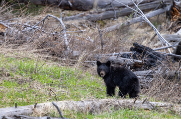 Black Bear in Springtime in Yellowstoen National Park