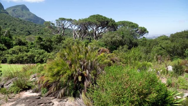 Landscape of the National Botanical Garden Kirstenbosch. Exotic plants, shrubs, trees. The wind blows the leaves. Well maintained garden. Green leaves. Mountains are visible on the horizon. 