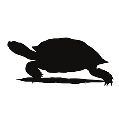 turtle isolated on white background