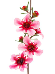 Blossoming Manuka flowers isolated on white background, Leptospermum scoparium