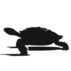 illustration of a turtle