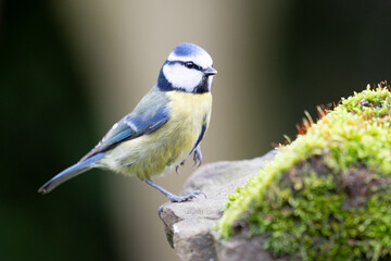 Blue Tit (Cyanistes caeruleus) stands on one leg, posed on a mossy stone in a British back garden in Winter. Yorkshire, UK