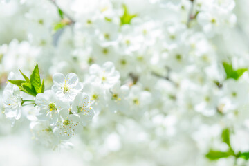 White spring background of cherry tree blossom. Close up, selective focus.