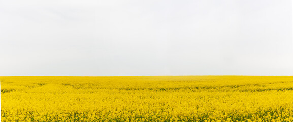 Blühendes Rapsfeld vor weissem Himtergrund