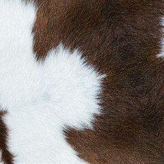 Wonderful fluffy natural animal fur texture background. White and brown rabbit genuiene fur....