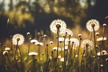  Vintage photo of Abstract nature background with wild flowers and plants dandelions, filter © MISHAL