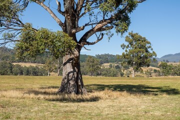 Farming landscape of stud angus and wagyu bulls grazing, with beautiful cows and cattle grazing on...