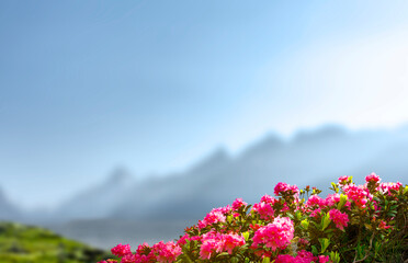 Alpenrosen mit Gebirge im Hintergrund