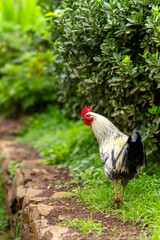 white rooster walking free in the field. vertical composition