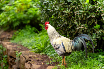 white rooster walking free in the field. 